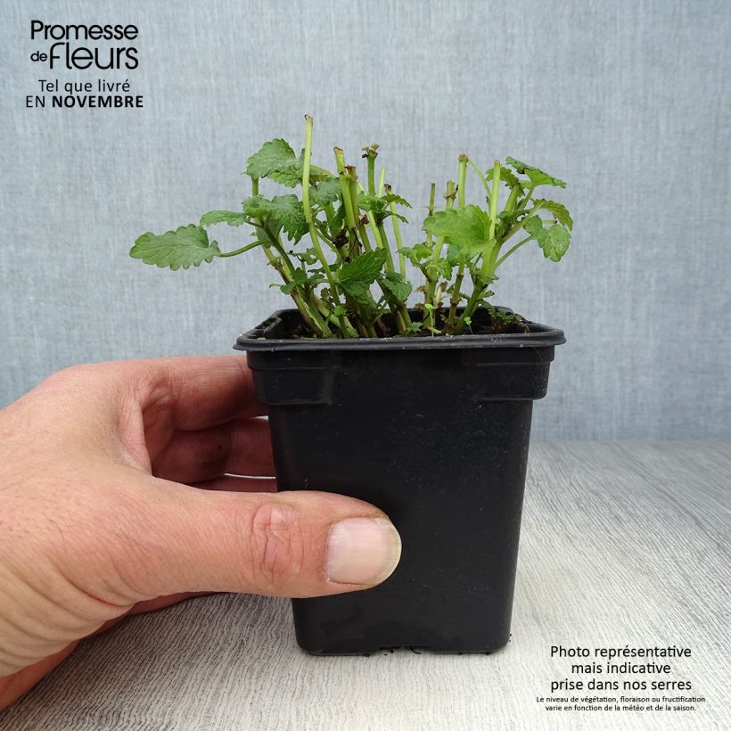 Exemplar von Melisse - Melissa officinalis Pflanzen Bio Kleine Töpfe von 8/9 cm wie im Herbst geliefert
