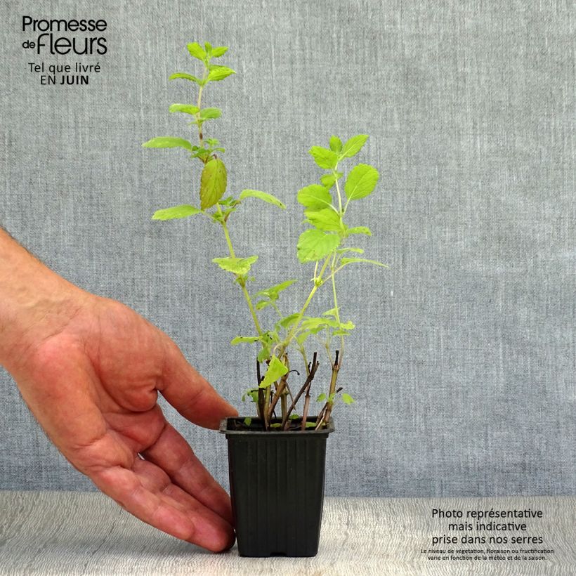 Exemplar von Melisse - Melissa officinalis Pflanzen Bio Kleine Töpfe von 8/9 cm wie im Sommer geliefert