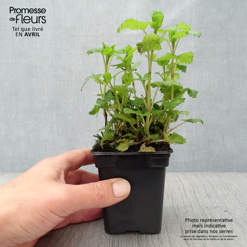 Example of Bio-Zitronenmelisse in Pflanzen as you get in printemps