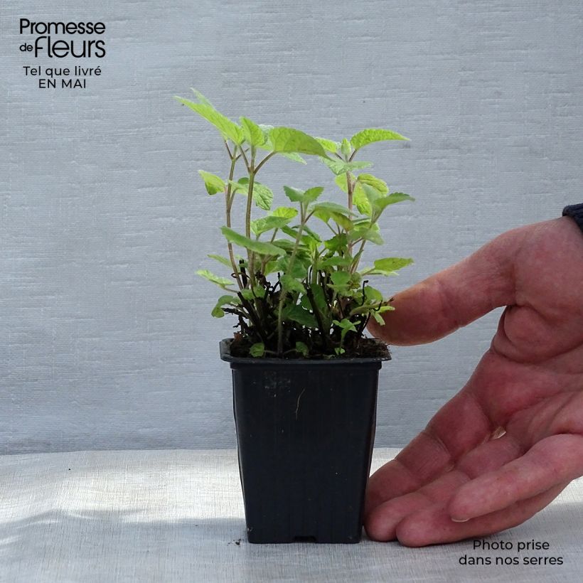 Example of Melisse Altissima - Melissa officinalis Kleine Töpfe von 7/8 cm as you get in printemps