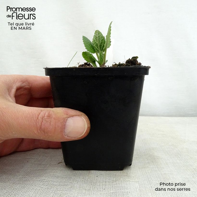 Example of Immenblatt Alba - Melittis melissophyllum Kleine Töpfe von 8/9 cm as you get in printemps