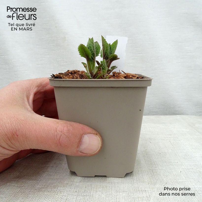 Example of Immenblatt Royal Velvet - Melittis melissophyllum Kleine Töpfe von 8/9 cm as you get in printemps