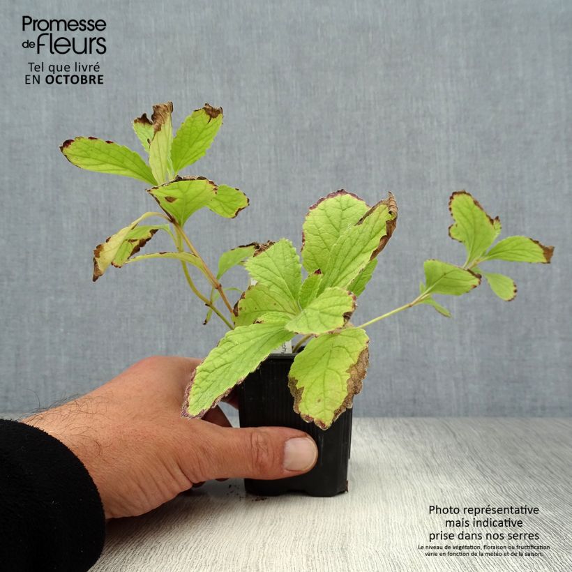 Exemplar von Immenblatt Royal Velvet - Melittis melissophyllum Kleine Töpfe von 8/9 cm wie im Herbst geliefert