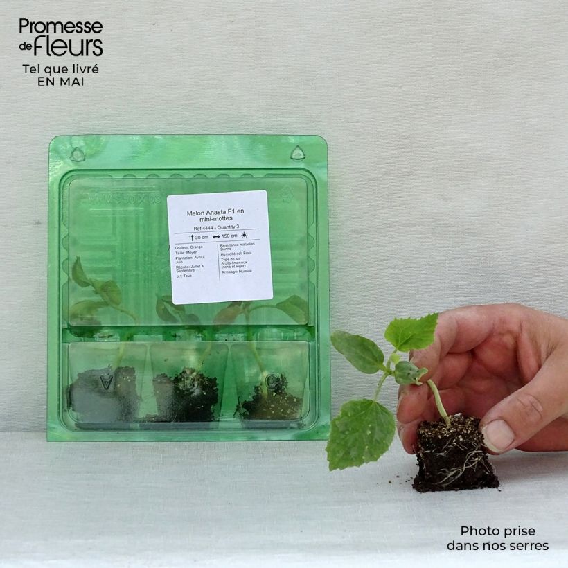 Exemplar von Melone Anasta F1 Mini-Plug Ø 3/4 cm wie im Frühjahr geliefert