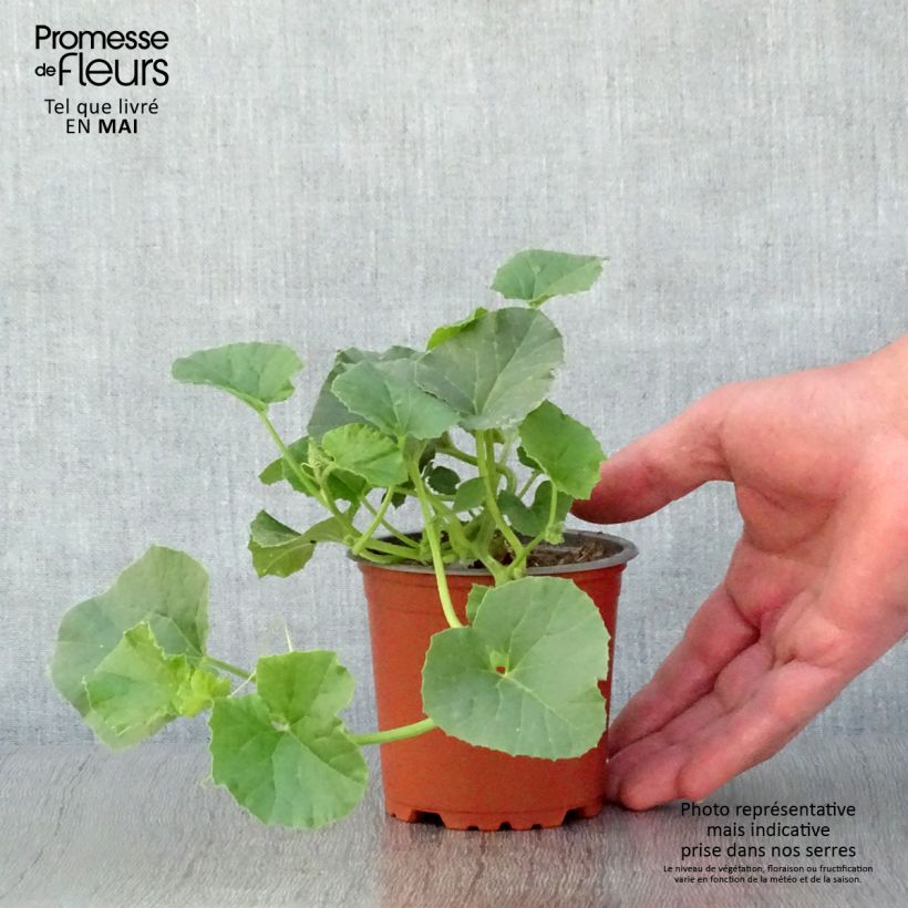 Example of Veredelte Melone Cyrano F1 (Veredelt) Kleine Töpfe von 8/9 cm as you get in printemps