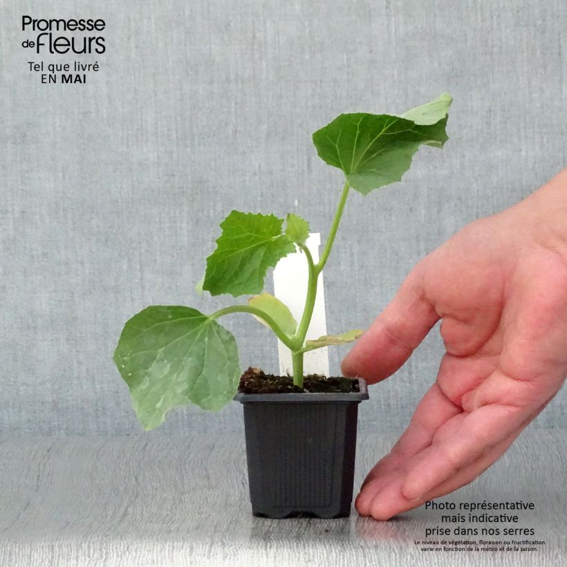 Exemplar von Melone Jerac F1 Kleine Töpfe von 7/8 cm wie im Frühjahr geliefert