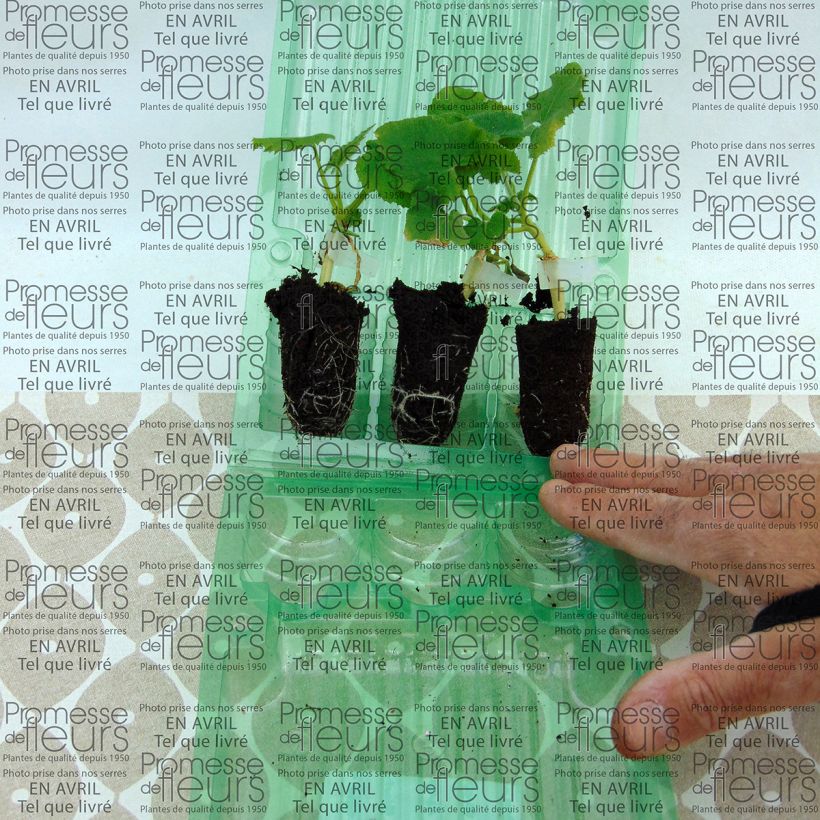 Beispiel eines Exemplars von Veredelte Melone Petit gris de Rennes (Veredelt) Mini-Plug Ø 3/4 cm wie geliefert