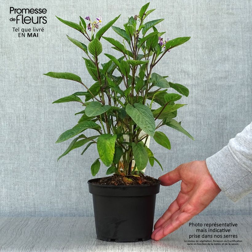 Example of Pepino - Solanum muricatum Topf mit 1,5L/2L as you get in printemps
