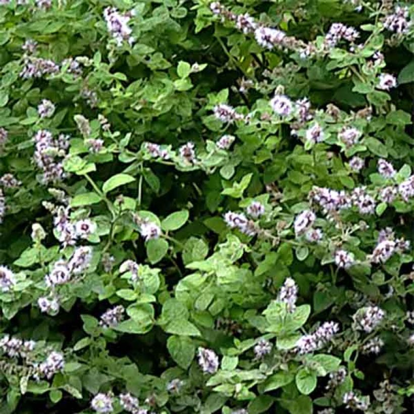 Gatefossé-Minze - Mentha Gattefossei (Laub)
