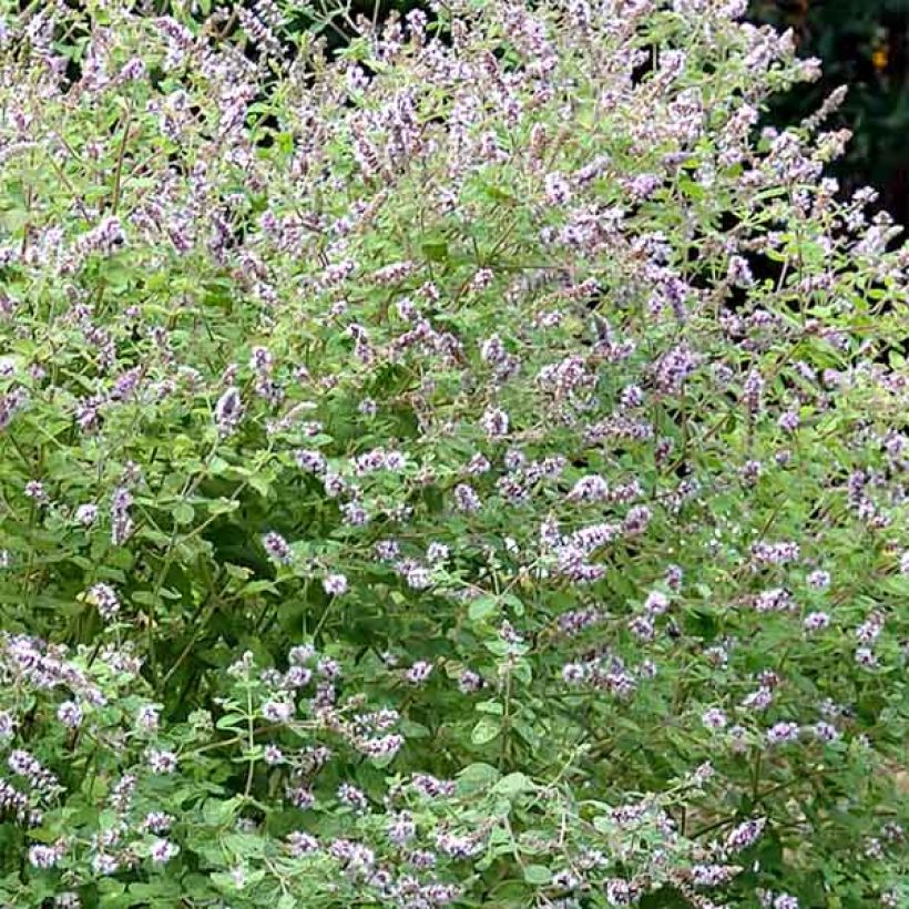 Gatefossé-Minze - Mentha Gattefossei (Blüte)