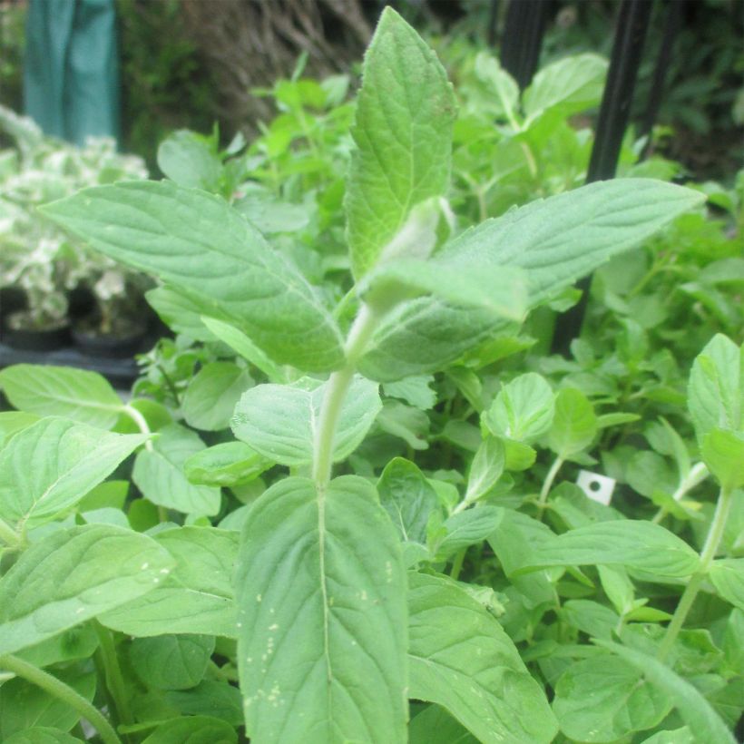 Buddleia Minze - Mentha buddleiana (Foliage)