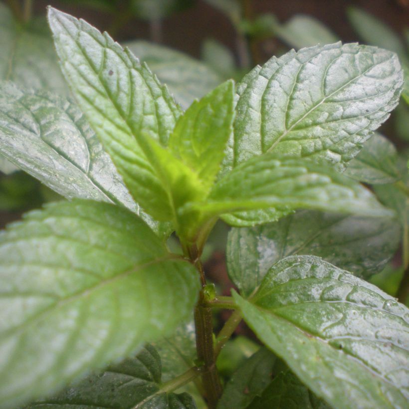 Pfefferminze Romana Rossa - Mentha piperita (Foliage)