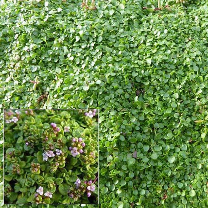 Korsische Minze - Mentha requienii (Flowering)