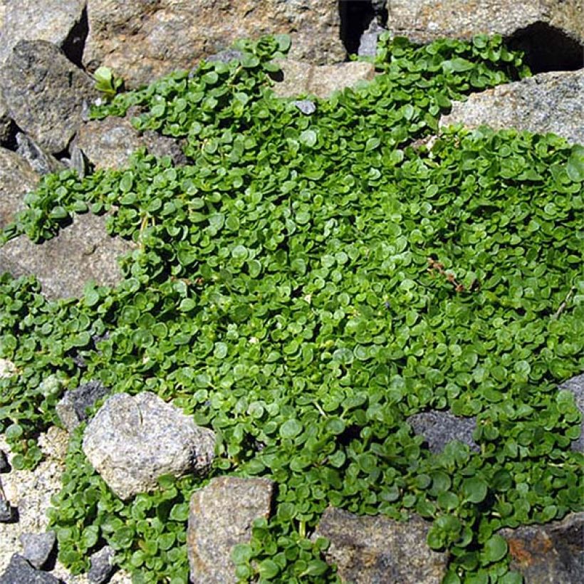 Korsische Minze - Mentha requienii (Plant habit)