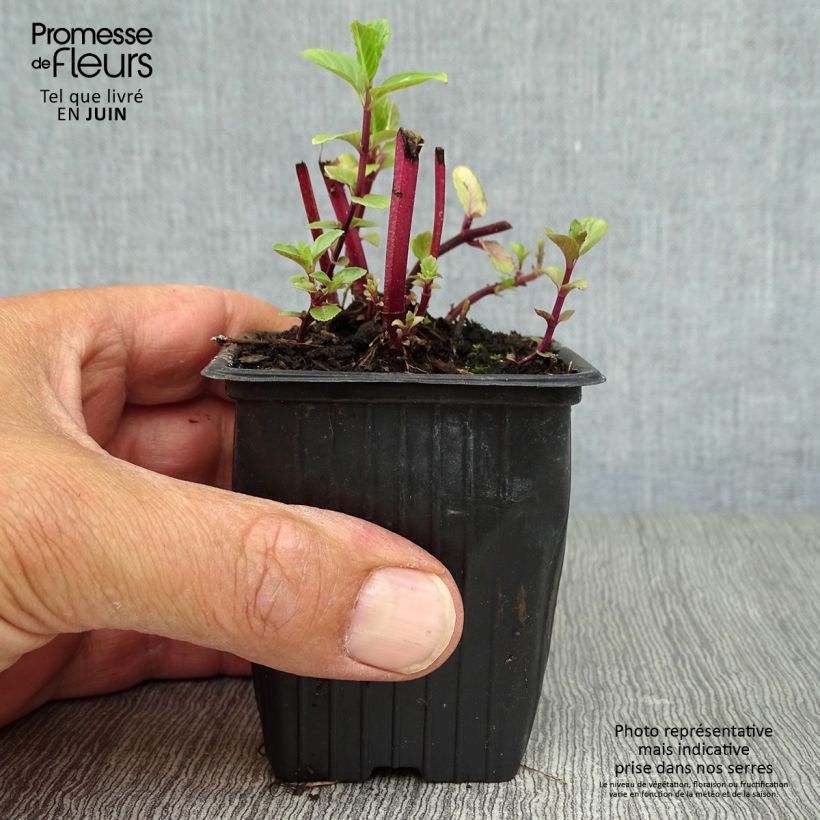 Exemplar von Algerische Fruchtminze - Mentha Algerienne Kleine Töpfe von 7/8 cm wie im Sommer geliefert