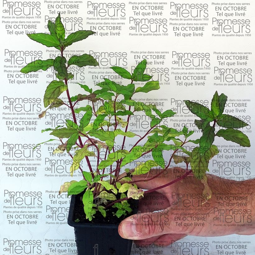 Beispiel eines Exemplars von Rundblättrige Minze Ananas - Mentha rotundifolia Kleine Töpfe von 8/9 cm wie geliefert