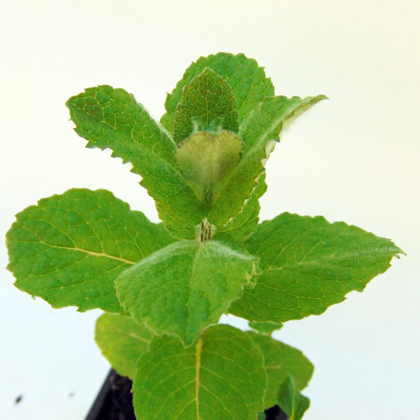 Pfefferminze officinalis Alba - Mentha piperata (Foliage)