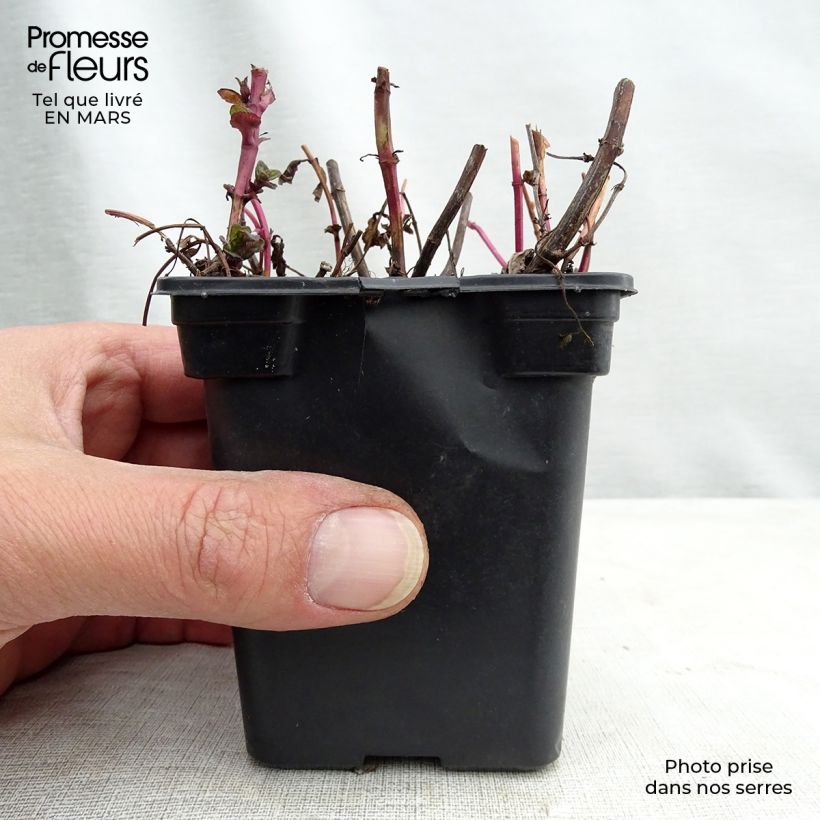 Example of Chinesische Minze - Mentha haplocalyx Kleine Töpfe von 8/9 cm as you get in printemps