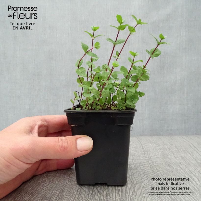 Example of Zitronen-Minze - Mentha citrata Kleine Töpfe von 8/9 cm as you get in printemps