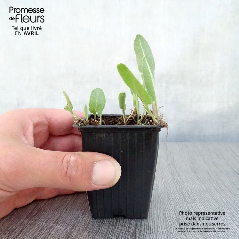 Example of Marienblatt - Tanacetum balsamita Kleine Töpfe von 7/8 cm as you get in printemps