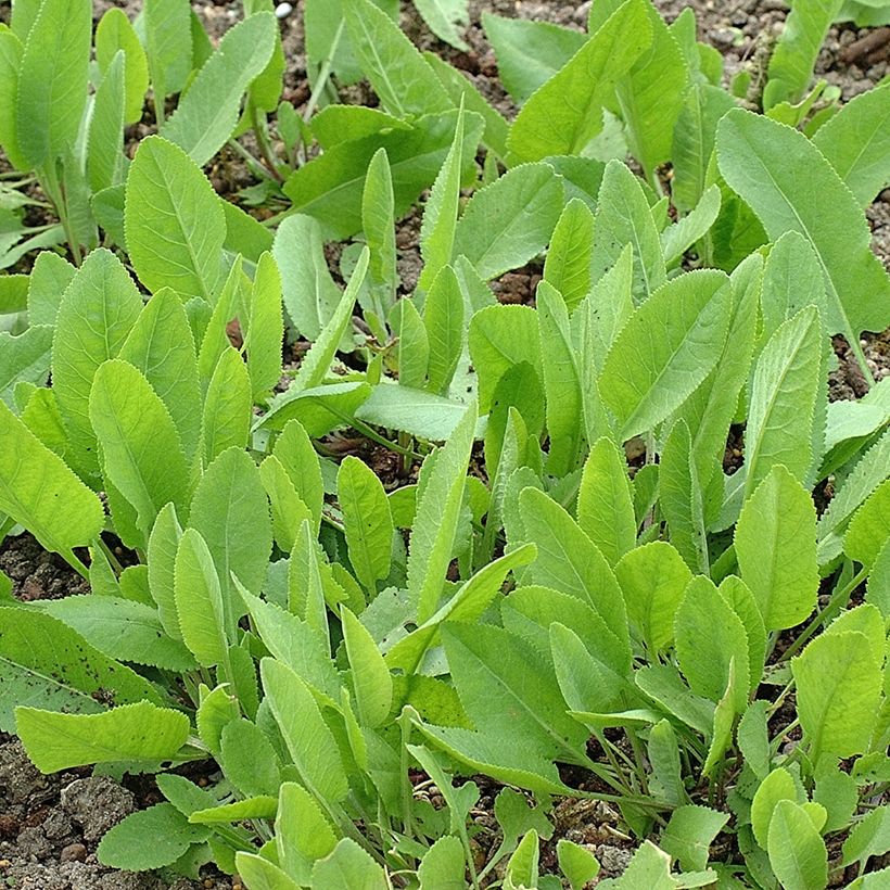 Marienblatt - Tanacetum balsamita (Plant habit)