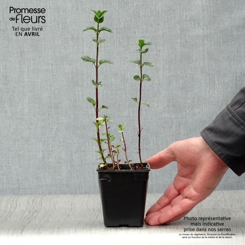 Example of Zitronen-Minze Eau de Cologne Bio - Mentha citrata Kleine Töpfe von 7/8 cm as you get in printemps