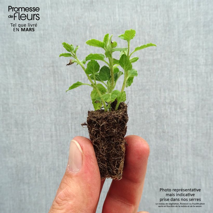 Exemplar von Ähren-Minze Fraise Bio - Mentha spicata Mini-Plug Ø 3/4 cm wie im Frühjahr geliefert