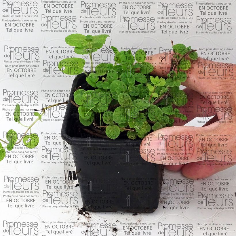 Beispiel eines Exemplars von Gatefossé-Minze - Mentha Gattefossei Kleine Töpfe von 8/9 cm wie geliefert