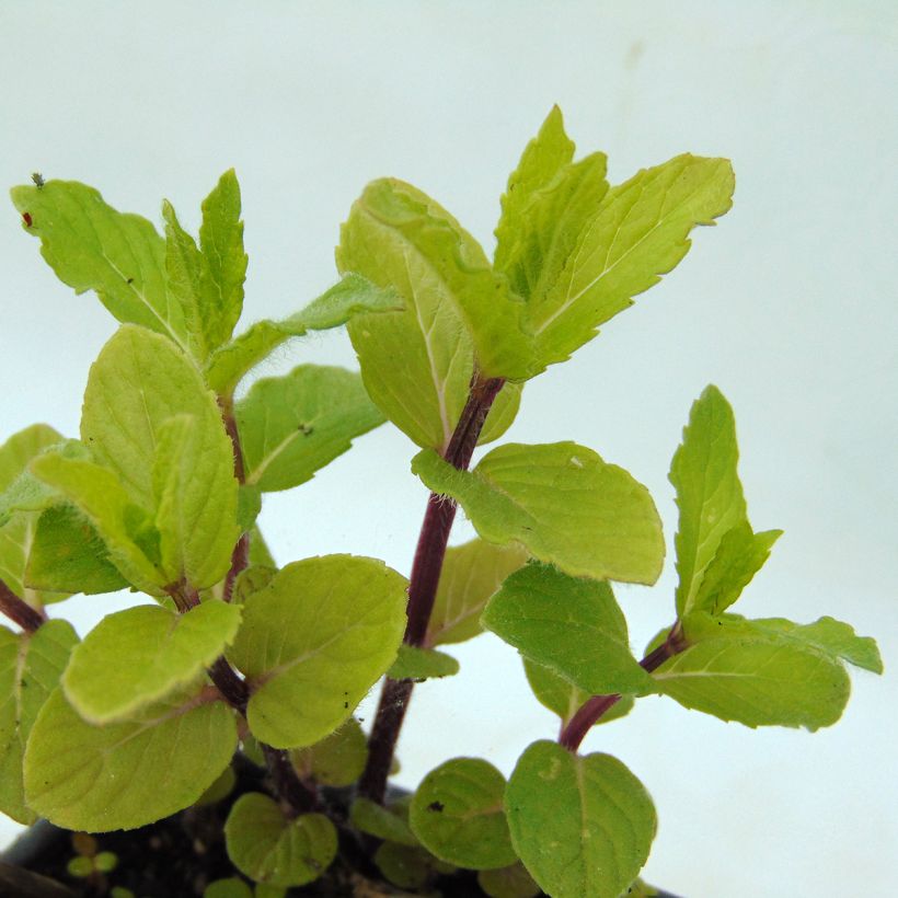 Ähren-Minze Wintergreen - Mentha spicata (Foliage)