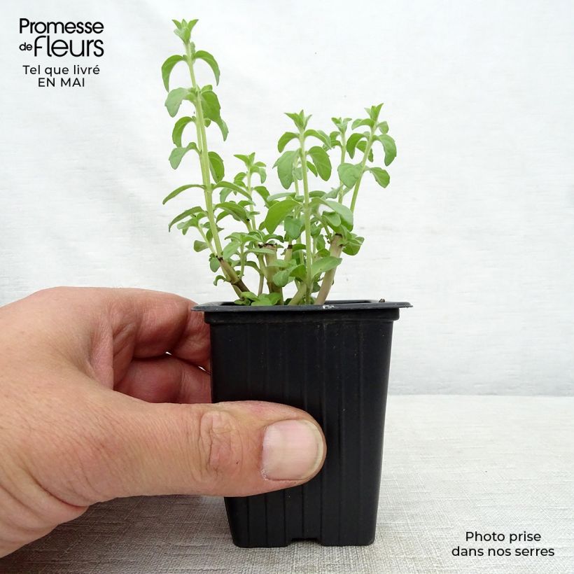 Example of Polei-Minze - Mentha pulegium Kleine Töpfe von 8/9 cm as you get in printemps