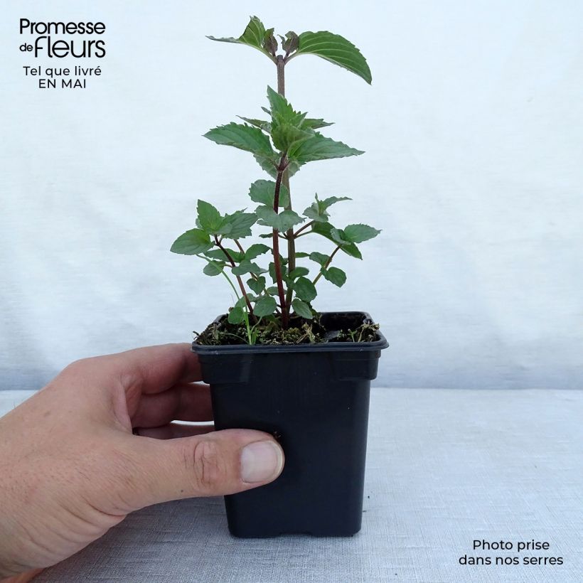Example of Pfefferminze Réglisse - Mentha piperita Kleine Töpfe von 7/8 cm as you get in printemps