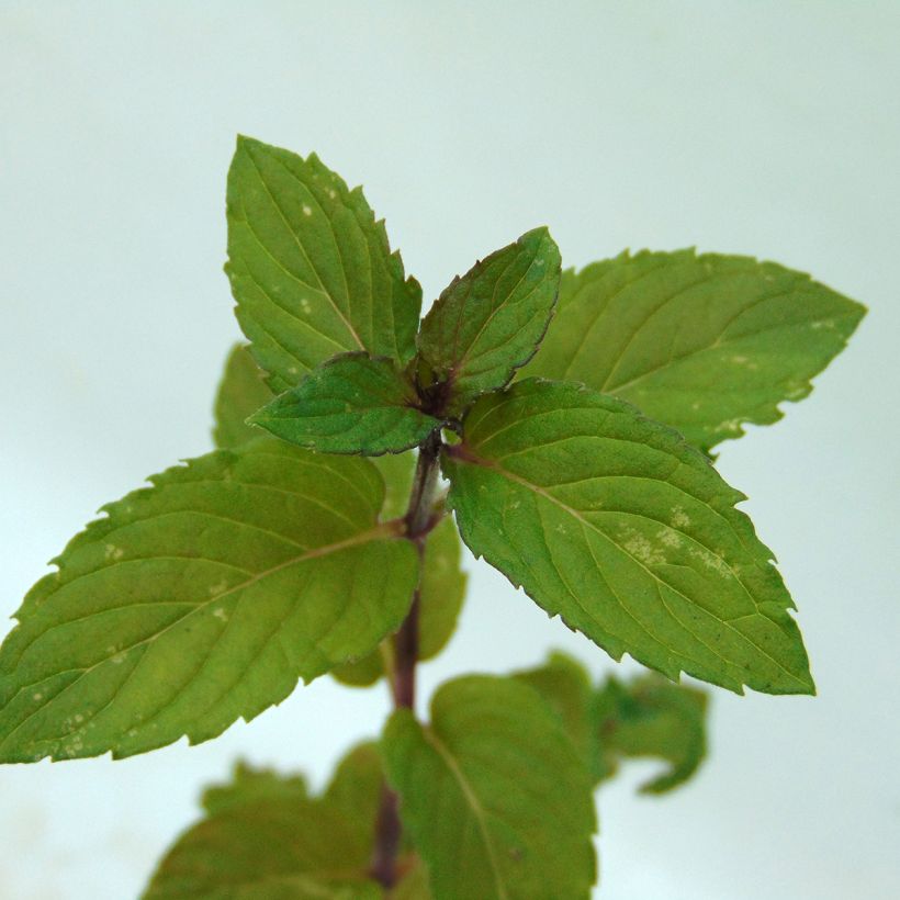 Pfefferminze Réglisse - Mentha piperita (Foliage)