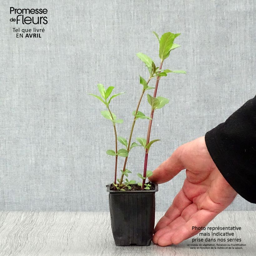 Example of Ähren-Minze Russe - Mentha spicata Kleine Töpfe von 7/8 cm as you get in printemps