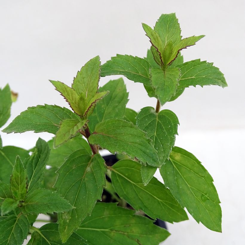 Ähren-Minze Russe - Mentha spicata (Foliage)