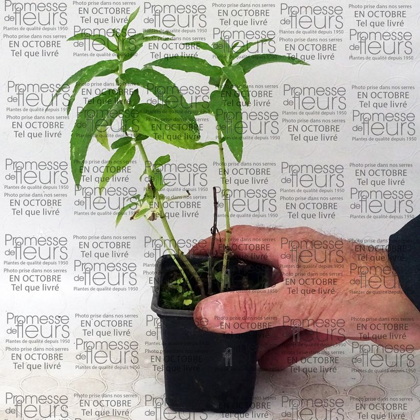 Beispiel eines Exemplars von Rossminze capensis - Mentha longifolia Kleine Töpfe von 8/9 cm wie geliefert