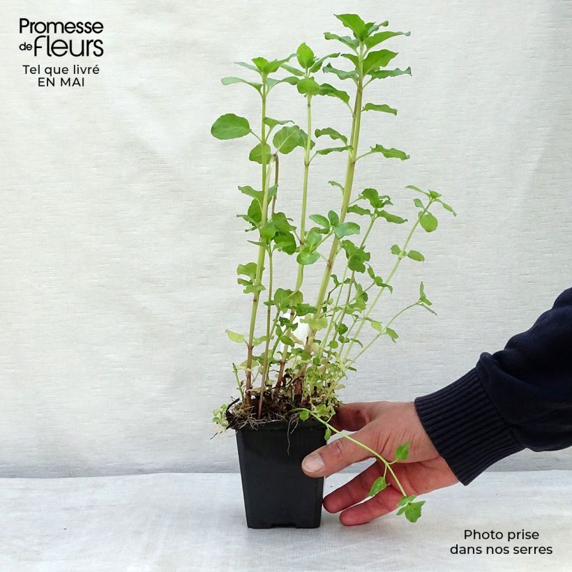 Exemplar von Wasser-Minze - Mentha aquatica Kleine Töpfe von 8/9 cm wie im Frühjahr geliefert