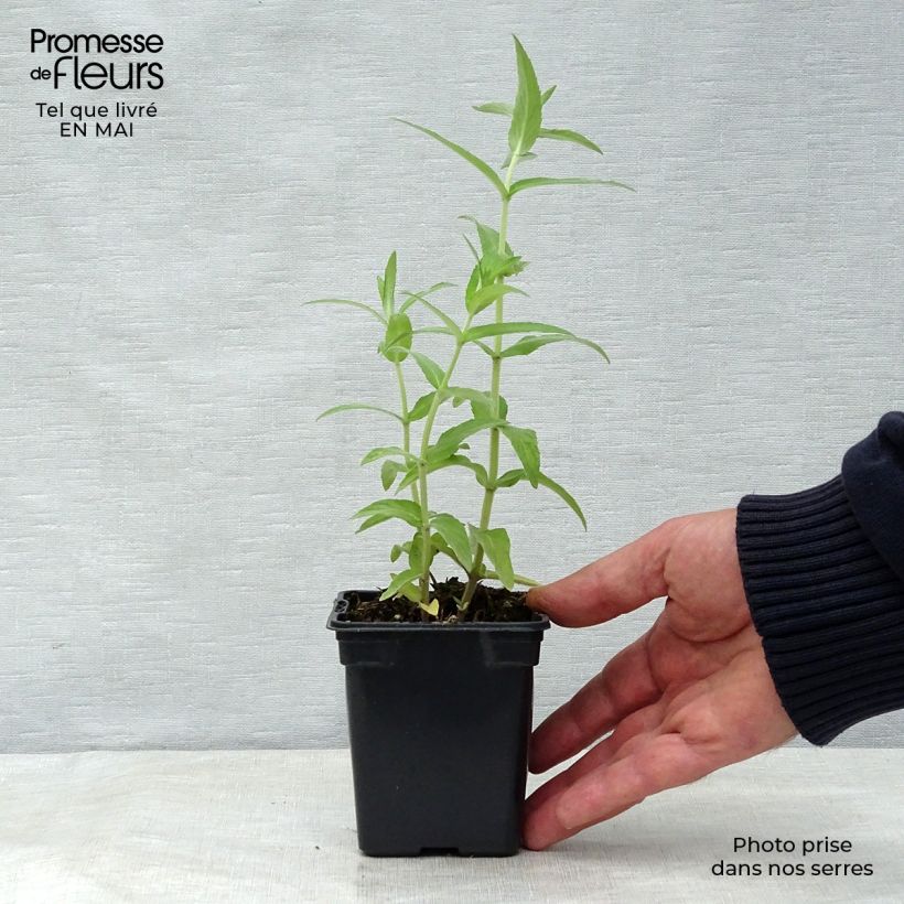 Example of Buddleia Minze - Mentha buddleiana Kleine Töpfe von 8/9 cm as you get in printemps