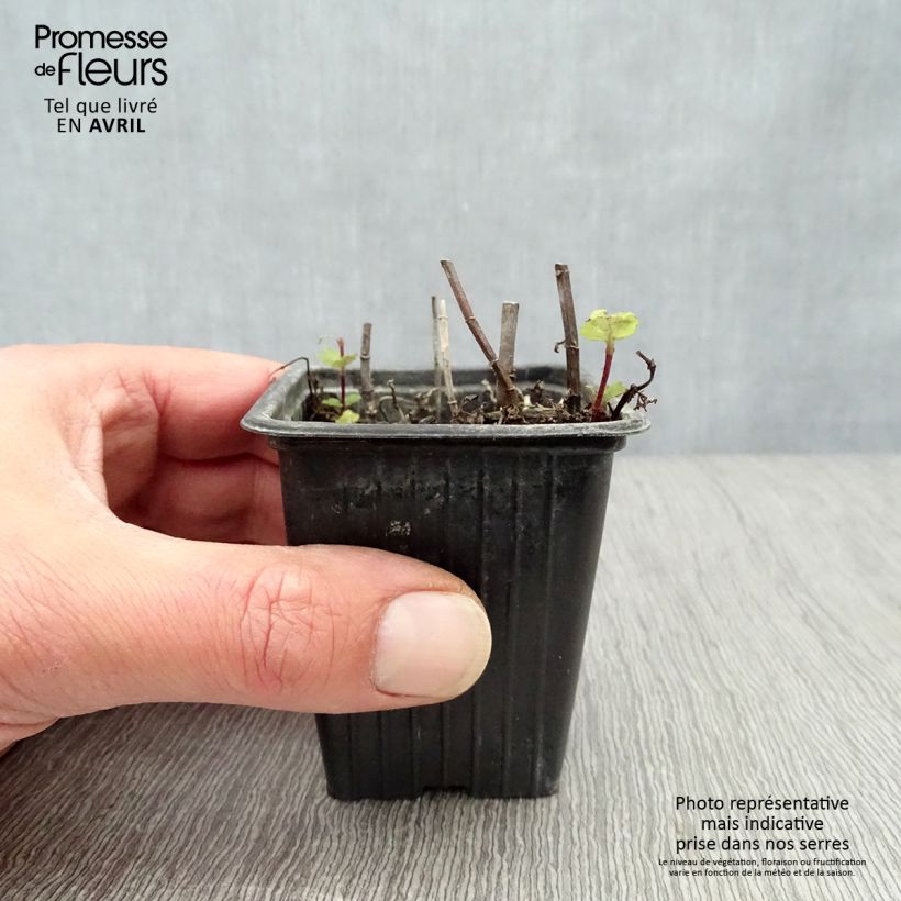 Exemplar von Spanische Minze - Mentha espagnole Kleine Töpfe von 8/9 cm wie im Frühjahr geliefert