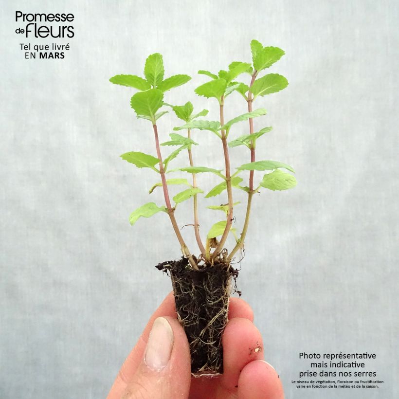 Exemplar von Spanische Minze - Mentha espagnole Mini-Plug Ø 3/4 cm wie im Frühjahr geliefert