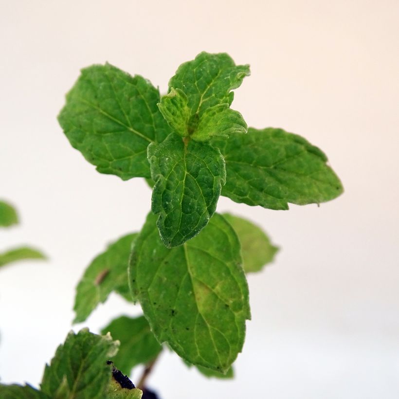 Ähren-Minze crispa - Mentha spicata (Foliage)