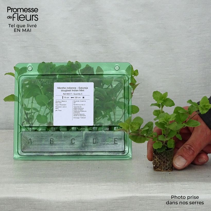 Exemplar von Bohnenkraut Indian Mint - Satureja douglasii Mini-Plug Ø 3/4 cm wie im Frühjahr geliefert