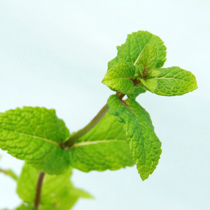 Ähren-Minze Nannah - Mentha spicata (Foliage)