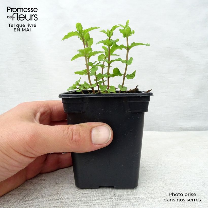 Example of Ähren-Minze Nannah - Mentha spicata Kleine Töpfe von 7/8 cm as you get in printemps