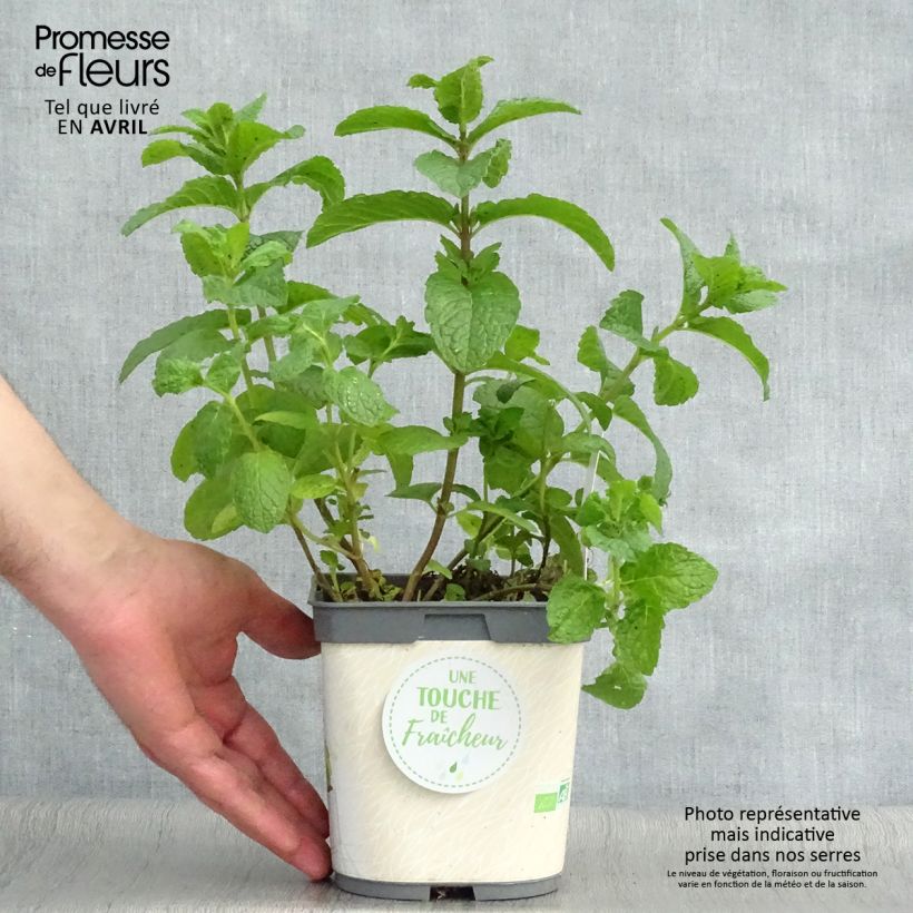 Exemplar von Ähren-Minze Nannah Bio - Mentha spicata Topf mit 1L/1,5L wie im Frühjahr geliefert