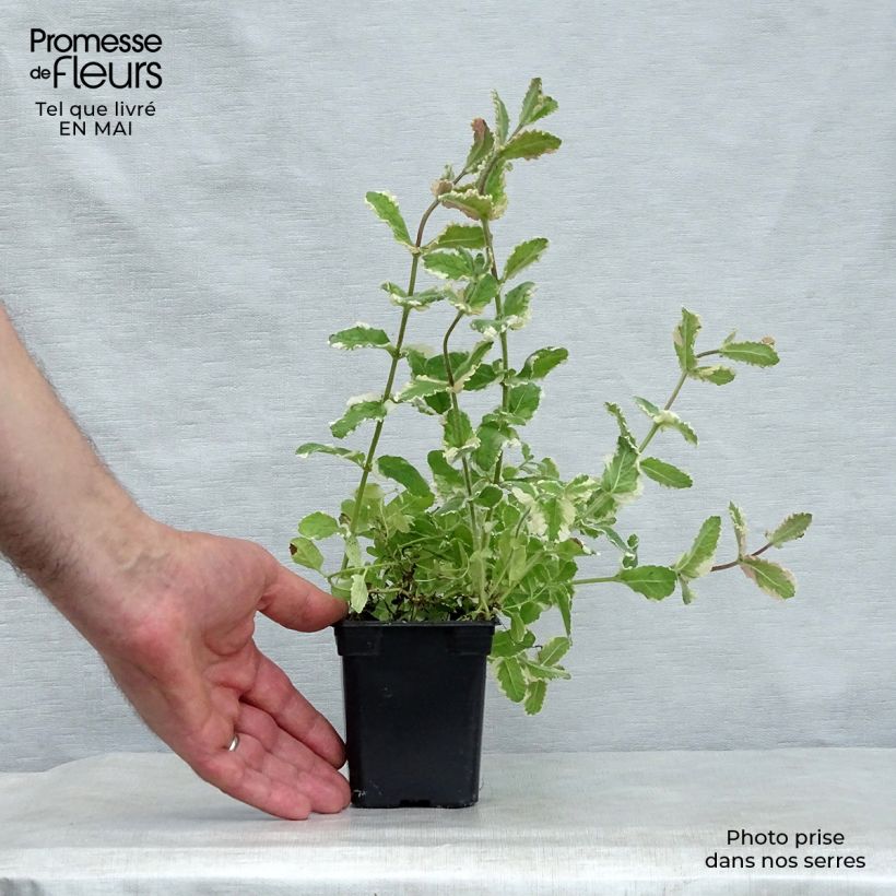 Exemplar von Rundblättrige Minze Variegata - Mentha suaveolens Kleine Töpfe von 8/9 cm wie im Frühjahr geliefert