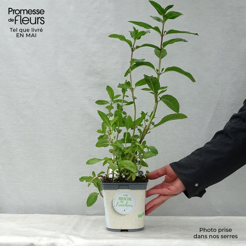 Example of Pfefferminze Bio - Mentha piperita Kleine Töpfe von 7/8 cm as you get in printemps