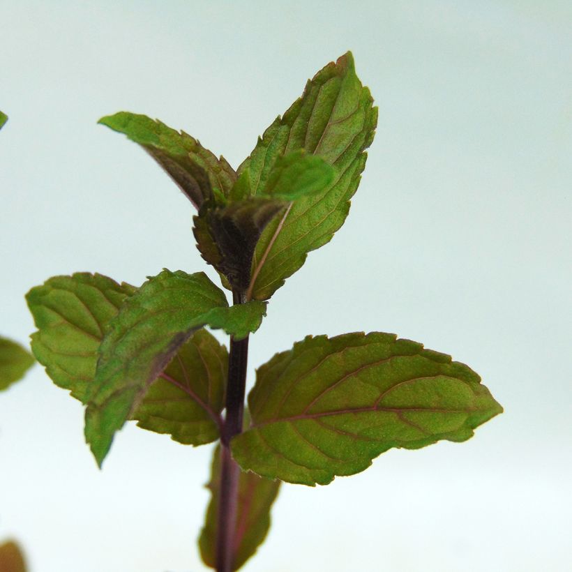 Pfefferminze - Mentha piperita (Foliage)