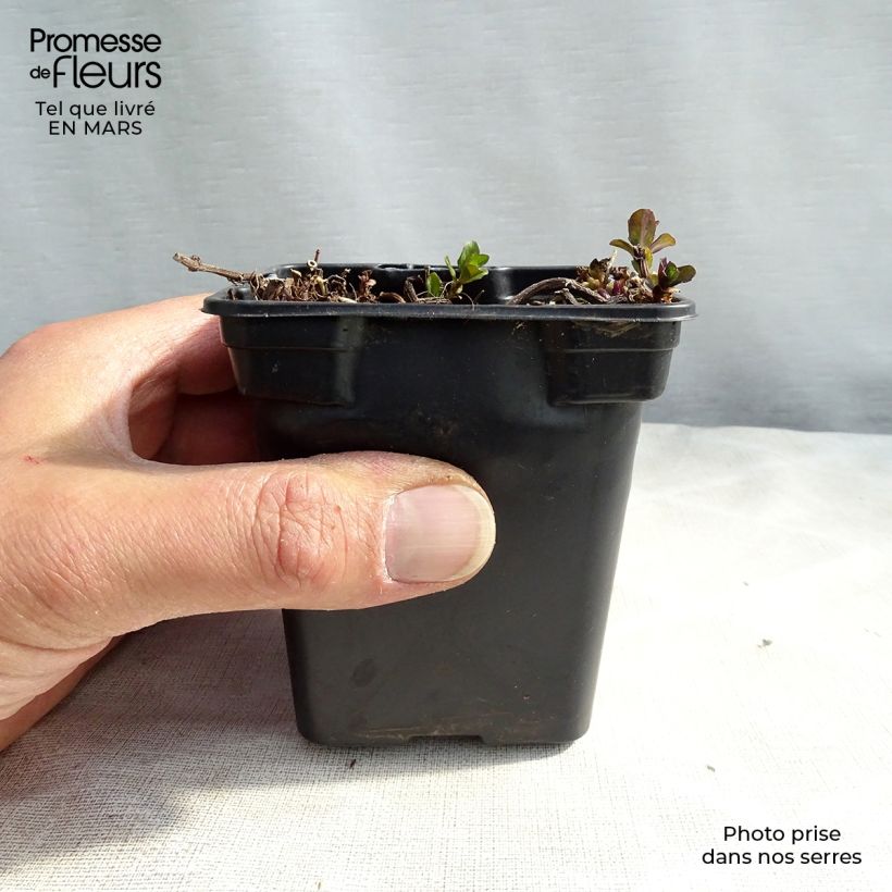 Example of Pfefferminze - Mentha piperita Kleine Töpfe von 8/9 cm as you get in printemps