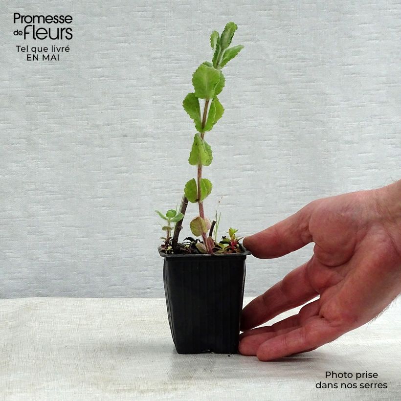 Example of Rundblättrige Minze Applefruit - Mentha suaveolens Kleine Töpfe von 8/9 cm as you get in printemps