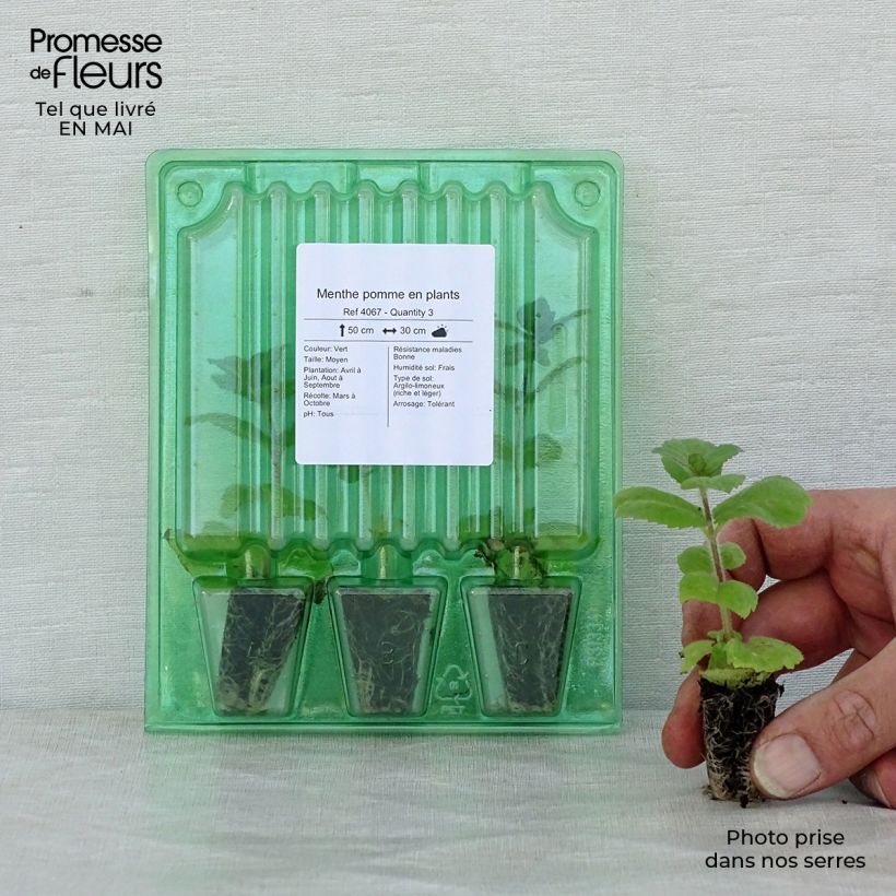 Example of Rundblättrige Minze Applefruit - Mentha suaveolens Mini-Plug Ø 3/4 cm as you get in printemps